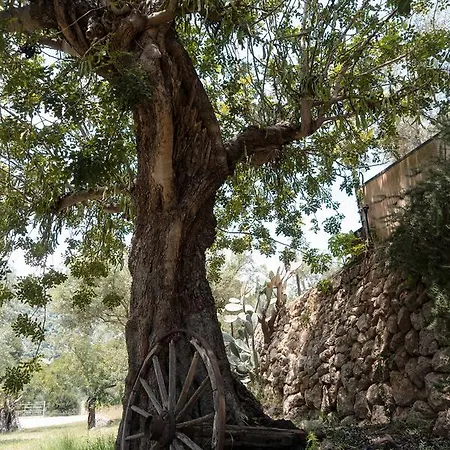 Alfabia Nou Bunyola (Buñola)